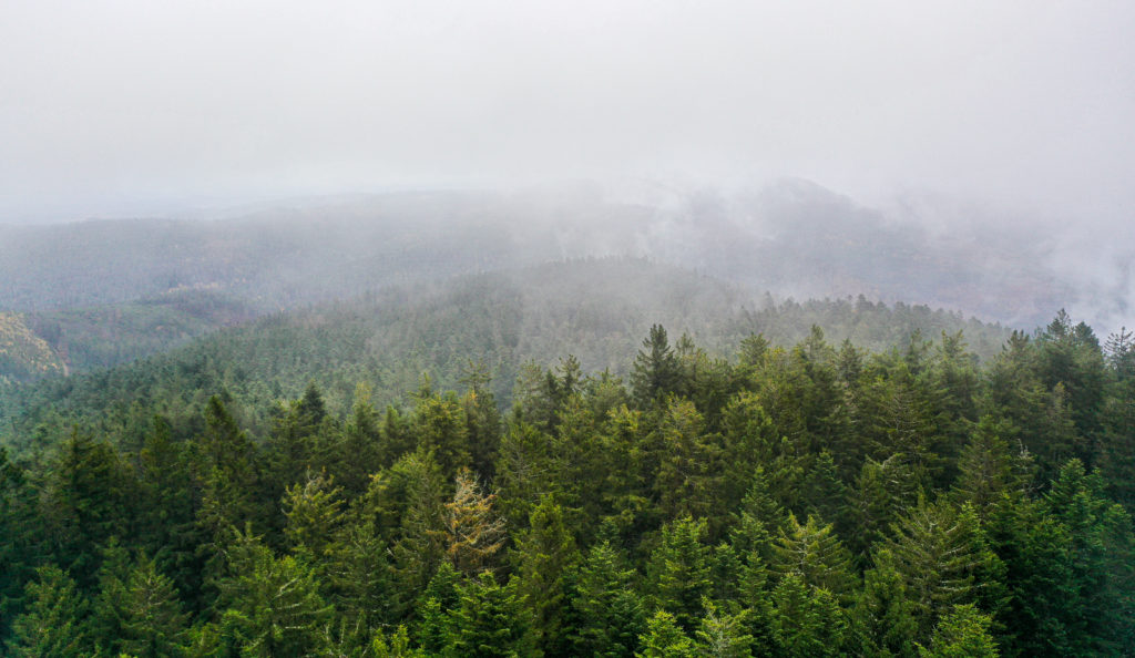 Une photo aérienne montrant une grande forêt s'étendant à perte de vue, dans la brume
