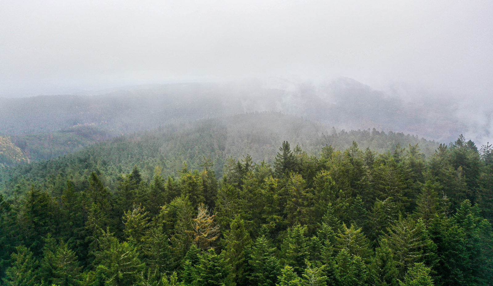 Une photo aérienne montrant une grande forêt s'étendant à perte de vue, dans la brume